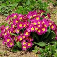 Pink Primrose Flower Seeds for Planting – Heirloom, Non-GMO, High Germination Organic Garden Seeds