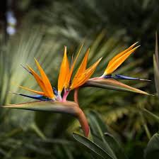 Strelitzia Flower Seeds for Planting | Heirloom Non-GMO Organic Garden Seeds, Premium Quality, High Germination