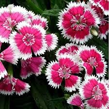 Mixed Barbatus Flower Seeds for Planting – Wildflower Mix, Heirloom, Non-GMO, High Germination