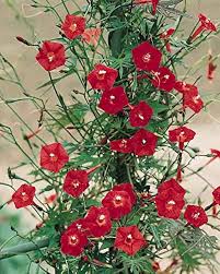 Red Cardinal Climber Flower Seeds for Planting | Heirloom Non-GMO High Germination Organic Garden Seeds