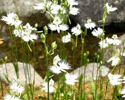 White Egret Orchid Flower Seeds for Planting – Heirloom, Non-GMO Vibrant Organic Garden Seeds