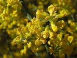 Retama Sphaerocarpa Flower Seeds for Planting – Sun Loving Heirloom Non-GMO High Germination Garden Seeds