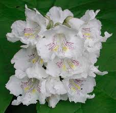 Catalpa Flower Seeds for Planting | Heirloom Non-GMO High Germination Organic Garden Seeds