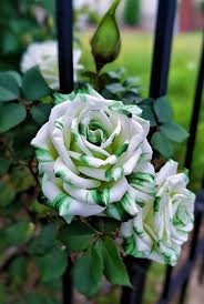 White Green Rose Flower Seeds for Planting – Heirloom, Non-GMO, Hardy Garden Variety Seeds