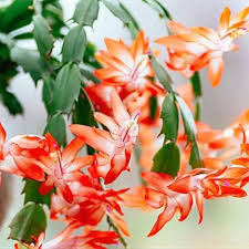 Orange Schlumbergera Flower Seeds for Planting | Heirloom Non-GMO High Germination Organic Garden Seeds
