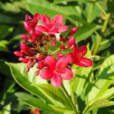 Jatropha Flower Seeds for Planting – Heirloom, Non-GMO, Colorful Display Organic Garden Seeds
