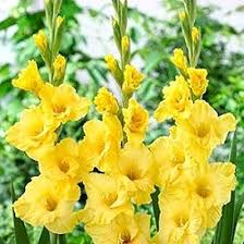 Light Yellow Gladiolus Flower Seeds for Planting – Heirloom, Non-GMO, Drought Tolerant Garden Seeds