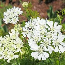 Orlaya Flower Seeds for Planting – Seasonal Bloomer, Heirloom, Non-GMO, High Germination Organic Garden Seeds