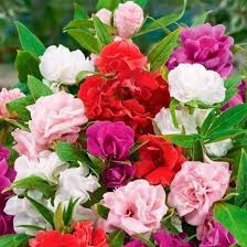 Camellia Impatiens Flower Seeds for Planting – Heirloom, Non-GMO, Garden Favorite Organic Garden Seeds