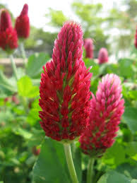 Crimson Red Clover Flower Seeds for Planting – Premium Quality, Heirloom, Non-GMO Seeds for Home Garden