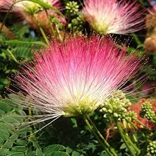 Albizia Flower Seeds for Planting – Heirloom, Non-GMO, High Germination Garden Seeds