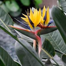 Yellow Strelitzia Flower Seeds for Planting – Heirloom, Non-GMO, High Germination Organic Garden Seeds