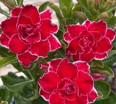 Red Adenium Obesum Flower Seeds – Heirloom, Non-GMO, High Germination Organic Garden Seeds
