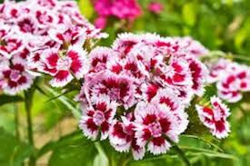 White Pink Dianthus Barbatus Flower Seeds for Planting – Seasonal Bloomer Heirloom Non-GMO