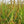 Fruit Seeds,Garden seeds, Seeds For Planting,Plant Seeds
