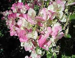 Pink White Bougainvillea Flower Seeds for Planting – Heirloom, Non-GMO, Premium Quality Organic Garden Seeds