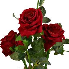 Rose Flower Seeds for Planting – Heirloom Non-GMO High Germination Organic Garden Seeds