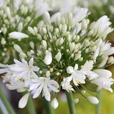 White Agapanthus Flower Seeds for Planting – Heirloom, Non-GMO, Cottage Garden Essential Organic Seeds