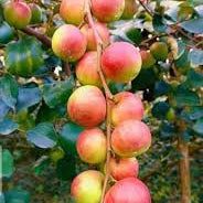 Fruit Seeds,Garden seeds, Seeds For Planting,Plant Seeds