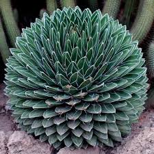 Green Victoria Agave Utahensis Flower Seeds for Planting – Heirloom Non-GMO, High Germination