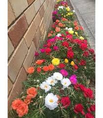 Heirloom Begonia Flower Seeds – Non-GMO, High Germination Organic Garden Seeds