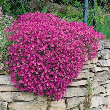 Pink Cascading Flower Seeds for Planting – Heirloom, Non-GMO Seasonal Bloomer for Home Garden