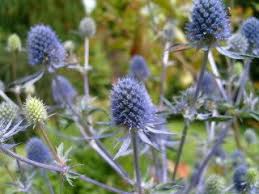 Sea Blue Holly Flower Seeds for Planting – Heirloom, Non-GMO, Seasonal Bloomer Organic Garden Seeds