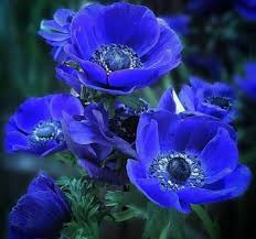 Blue Jump Up Flower Seeds for Planting – Cottage Garden Essential, Heirloom, Non-GMO, High Germination