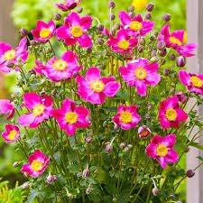 Fantasy Pocahontas Anemone Flower Seeds – Heirloom, Non-GMO, Sun-Loving