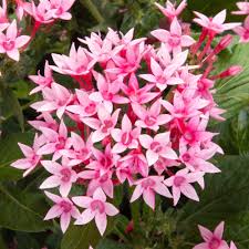 Heirloom Pentas Lanceolata Flower Seeds for Planting – Long Bloom Season, Non-GMO, High Germination Organic Garden Seeds