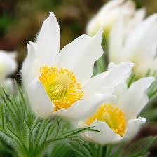 Pasque Flower Seeds for Planting – Heirloom, Non-GMO, High Germination Organic Garden Seeds