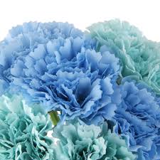 Sky Blue Carnation Flower Seeds for Planting – Heirloom, Non-GMO, Vibrant Colors Organic Garden Seeds