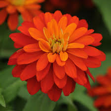 Orange Yellow Zinnia Flower Seeds for Planting – Long Bloom Season Heirloom Non-GMO High Germination Organic Garden Seeds