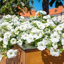 Flower Seeds, Seeds,Seeds For Planting,Plant Seeds