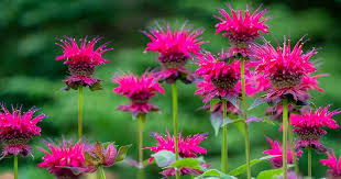 Monarda Flower Seeds for Planting – Heirloom, Non-GMO, Compact Growth Organic Garden Seeds