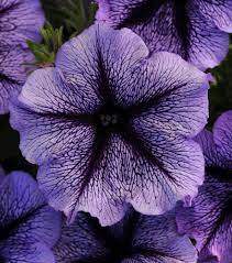 Futaba Petunia Kabloom Calibrachoa Seeds – Heirloom, Non-GMO, High Germination Organic Garden Seeds