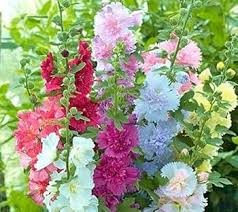 Hollyhock Carnival Flower Seeds for Planting – Sun Loving, Heirloom, GMO Free Organic Garden Seeds