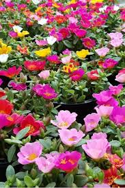 Mixed Sinensis Patula Flower Seeds for Planting – Heirloom, Non-GMO, Garden Favorite Organic Garden Seeds