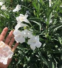 Mexican Pansy Flower Seeds – Heirloom, Non-GMO, Bright Blooms Organic Garden Seeds for Planting