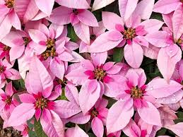 Mixed Poinsettia Flower Seeds for Planting – Heirloom, Non-GMO, Shade Tolerant Organic Garden Seeds
