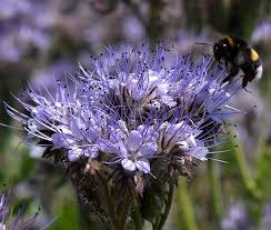 Phacelia Flower Seeds for Planting – Heirloom, Non-GMO, Vibrant Colors Organic Garden Seeds