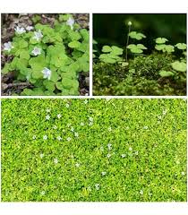 Dichondra Ground Cover Flower Seeds for Planting – Cut Flower Favorite, Heirloom, Non-GMO, Organic Garden Seeds