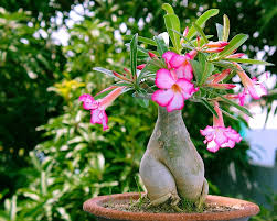 Adenium Flower Seeds for Planting – Cut Flower Favorite Heirloom Non-GMO Organic Garden Seeds