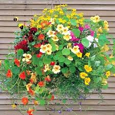 Climbing Flower Seeds for Planting – Heirloom, Non-GMO, Cut Flower Favorite Organic Garden Seeds