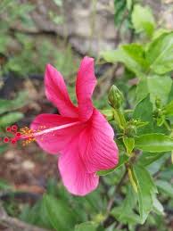 Baby Pink Hibiscus Flower Seeds for Planting – Heirloom, Non-GMO, Garden Favorite Seeds