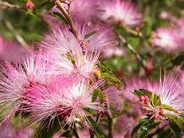 Pink Calliandra Eriophylla Plant Seeds for Planting – Heirloom, Non-GMO, High Germination Organic Garden Seeds