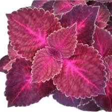 Pink Coleus Flower Seeds for Planting – Non-GMO, Shade Tolerant Heirloom Organic Garden Seeds