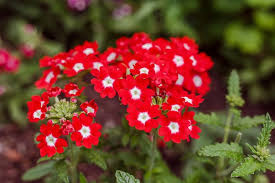 Red White Verbena Flower Seeds for Planting Heirloom Non-GMO High Germination Organic Garden Seeds