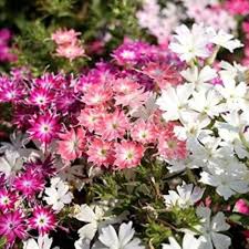Mixed Twinkle Star Flower Seeds for Planting – Heirloom, Non-GMO, High Germination Organic Garden Seeds