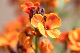 Orange Siberian Wallflower Seeds for Planting – Wildflower Mix, Heirloom, Non-GMO, High Germination